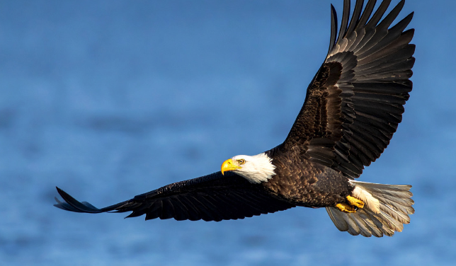 Bald Eagle