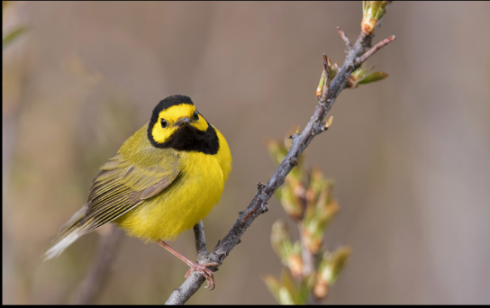Yellow Warbler